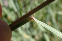 Setaria lindenbergiana