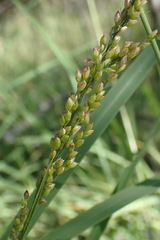 Setaria lindenbergiana