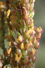 Setaria lindenbergiana