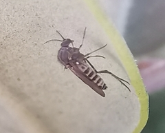 Simuliidae