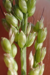 Setaria lindenbergiana