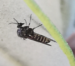 Simuliidae