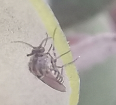 Simuliidae