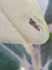 Simuliidae