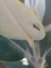 Simuliidae