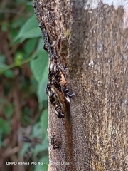 Homotrigona apicalis