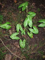 Sagittaria australis