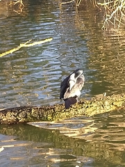 Phalacrocorax carbo