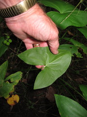 Sagittaria australis