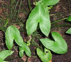 Sagittaria australis