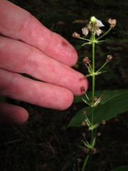 Sagittaria australis