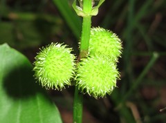 Sagittaria australis