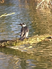 Phalacrocorax carbo