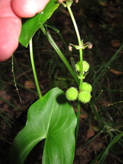 Sagittaria australis