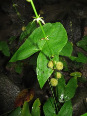 Sagittaria australis