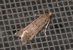 Acrobasis bithynella