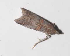 Acrobasis bithynella