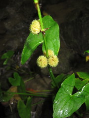 Sagittaria australis