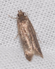 Telphusa cistiflorella