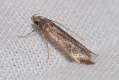 Telphusa cistiflorella