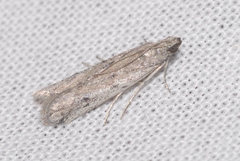 Phycitodes albatella