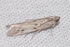 Phycitodes albatella