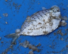 Leiognathidae