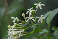 Clerodendrum calamitosum