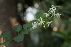 Clerodendrum calamitosum