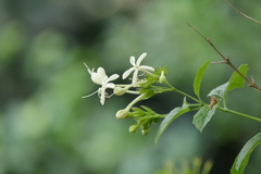 Clerodendrum calamitosum
