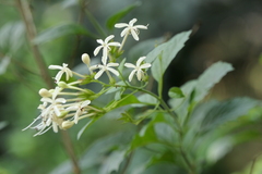 Clerodendrum calamitosum
