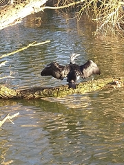 Phalacrocorax carbo