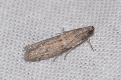 Cadra furcatella