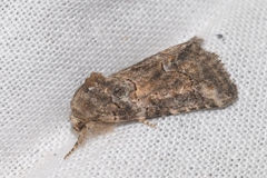 Bryophila vandalusiae