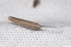 Coleophora texanella