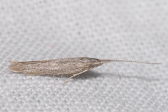 Coleophora texanella