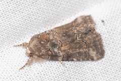 Bryophila vandalusiae