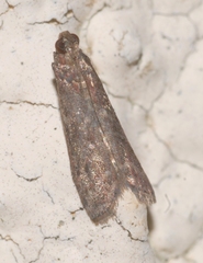 Ephestia woodiella