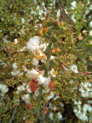Acacia biflora