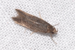 Telphusa cistiflorella