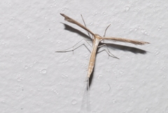 Stenoptilia aridus