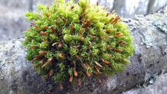 Ulota bruchii