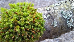 Ulota bruchii