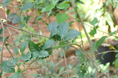 Clerodendrum calamitosum