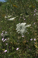 Daucus carota image