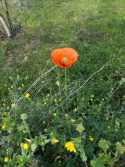 Papaver pinnatifidum