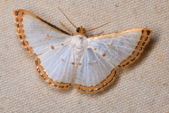 Leuciris institata
