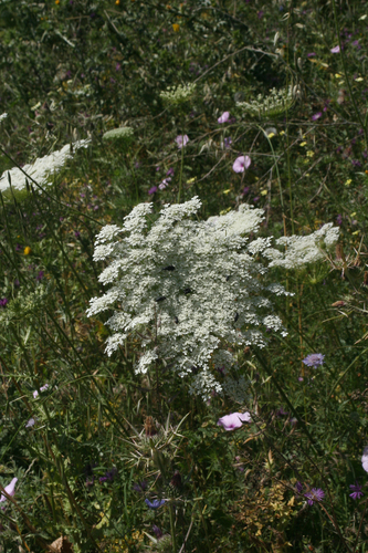 Daucus image