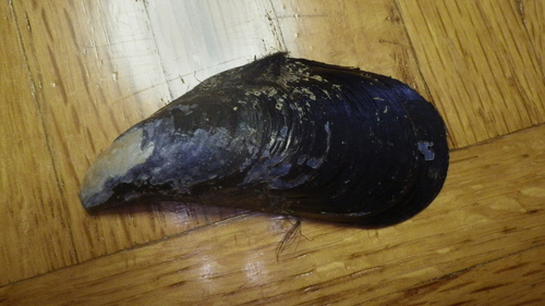 Mytilus trossulus