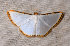 Leuciris fimbriaria